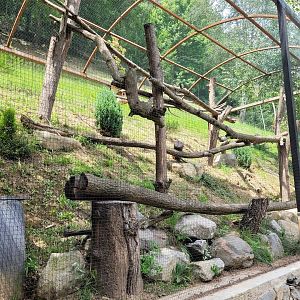 Swinhoe's striped squirrel -Parc Animalier des Pyrénées (2023)