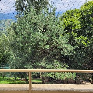 Northern lynx exhibit -Parc Animalier des Pyrénées (2023)