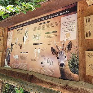 Western roe deer and Pyrenean chamois sign -Parc Animalier des Pyrénées (2023)