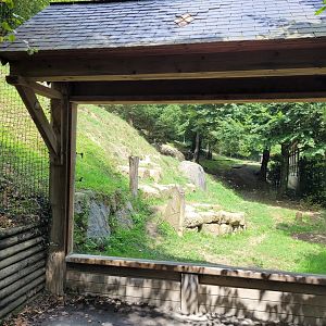 Eurasian wolf view -Parc Animalier des Pyrénées (2023)