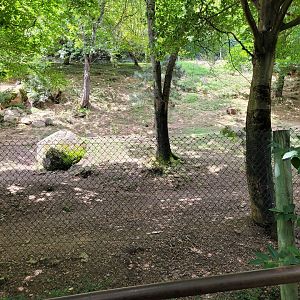 Eurasian wolf exhibit -Parc Animalier des Pyrénées (2023)