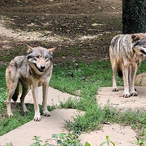Eurasian wolves -Parc Animalier des Pyrénées (2023)