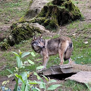 Eurasian wolf -Parc Animalier des Pyrénées (2023)