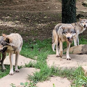 Eurasian wolves -Parc Animalier des Pyrénées (2023)