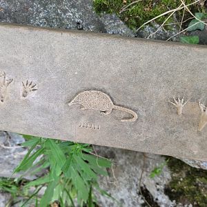 Pyrenean desman print -Parc Animalier des Pyrénées (2023)