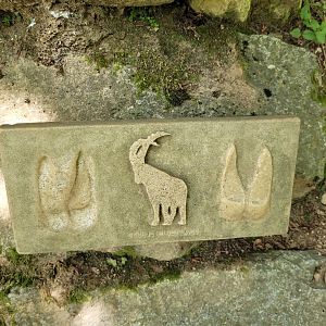 Alpine ibex print -Parc Animalier des Pyrénées (2023)