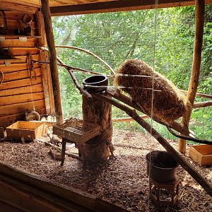 European polecat exhibit -Parc Animalier des Pyrénées (2023)