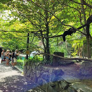 White-faced saki, Red-handed tamarin and Common marmoset exhibit -Parc Animalier des Pyrénées (2023)