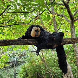 White-faced saki -Parc Animalier des Pyrénées (2023)