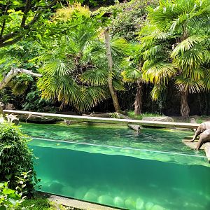 Giant otter exhibit -Parc Animalier des Pyrénées (2023)
