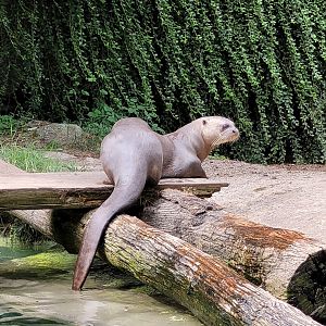 Giant otter -Parc Animalier des Pyrénées (2023)