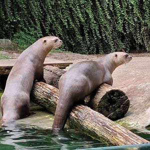 Giant otters -Parc Animalier des Pyrénées (2023)