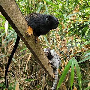 Red-handed tamarin and Common marmoset -Parc Animalier des Pyrénées (2023)