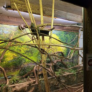 Pygmy marmoset exhibit -Parc Animalier des Pyrénées (2023)