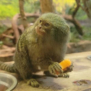 Pygmy marmoset -Parc Animalier des Pyrénées (2023)