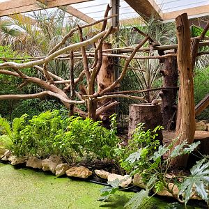 Silvery marmoset exhibit -Parc Animalier des Pyrénées (2023)
