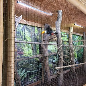 Toco toucan exhibit -Parc Animalier des Pyrénées (2023)