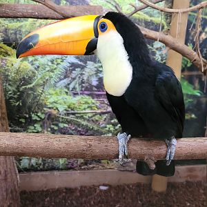 Toco toucan -Parc Animalier des Pyrénées (2023)