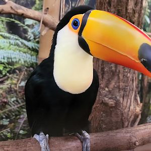 Toco toucan -Parc Animalier des Pyrénées (2023)