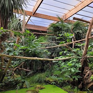 Cotton-top tamarin exhibit -Parc Animalier des Pyrénées (2023)
