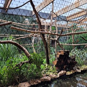 Bolivian squirrel monkey and Common squirrel monkey exhibit -Parc Animalier des Pyrénées (2023)