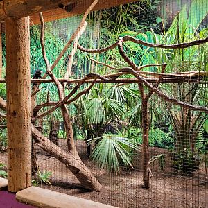 White-faced saki exhibit -Parc Animalier des Pyrénées (2023)