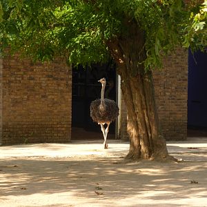 New Ostrich at London Zoo