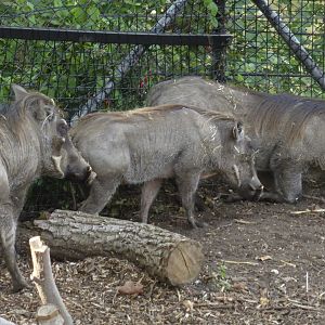 Three New Warthogs at London Zoo
