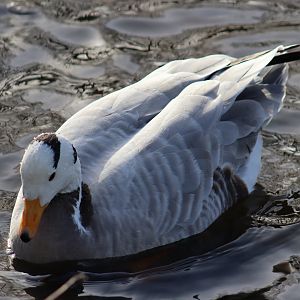 Bar-headed goose