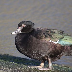 Muscovy Duck
