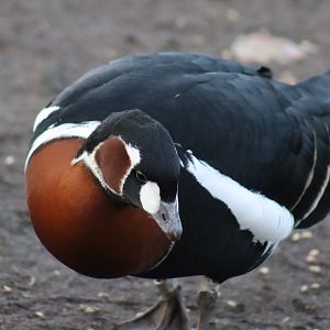 Red-breasted Goose