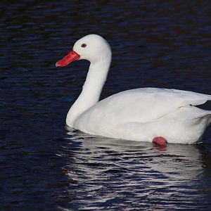 Coscoroba Swan