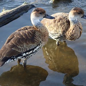 West Indian Whistling-Duck