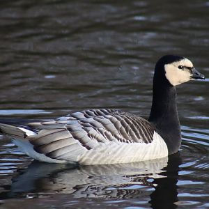 Barnacle Goose
