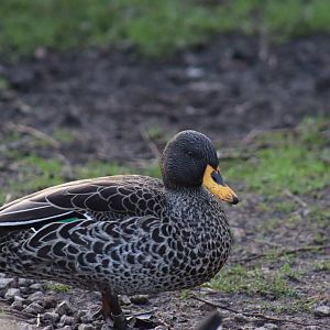 South African Yellow-billed Duck