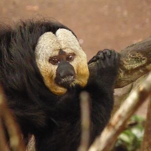 White-faced Saki Monkey in the Rainforest Kingdom