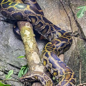 The Burmese python (Python bivittatus)