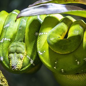 The emerald tree boa (Corallus caninus)