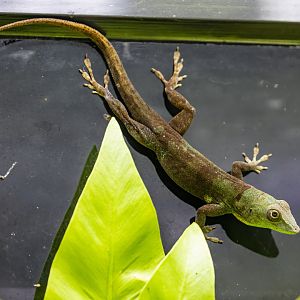 Graham's Anole (Anolis grahami)
