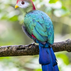 The red-crested turaco (Tauraco erythrolophus)