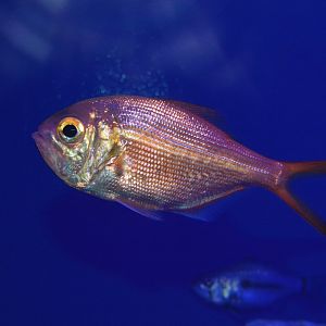 Flathead alfonsino (Centroberyx druzhinini)