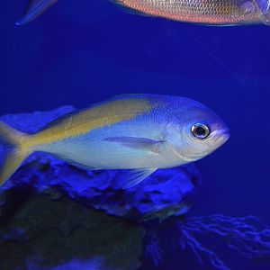 Yellowtail blue snapper (Paracaesio xanthura)