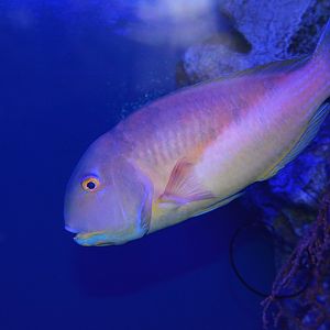 Robust tuskfish (Choerodon robustus)