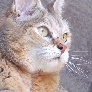 African Wildcat