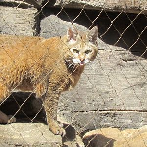 African Wildcat