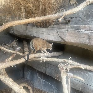 African Wildcat