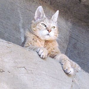 African Wildcat