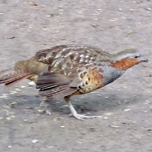 Chinese Bamboo Partridge