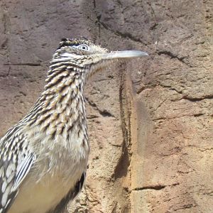 Greater Roadrunner