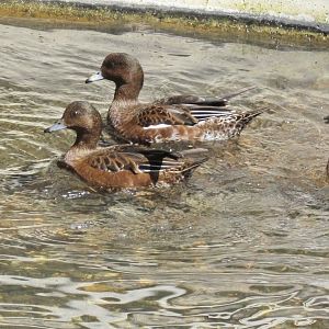 Eurasian Wigeons